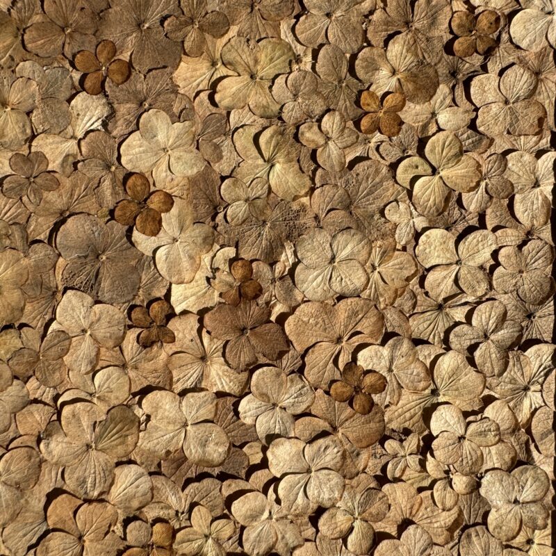 Nature Pattern Collection Hydrangea