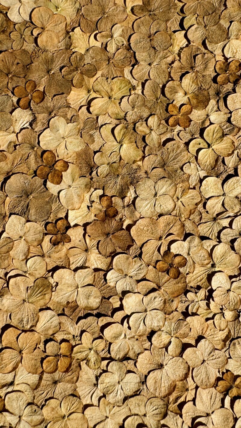 Nature Pattern Collection Hydrangea