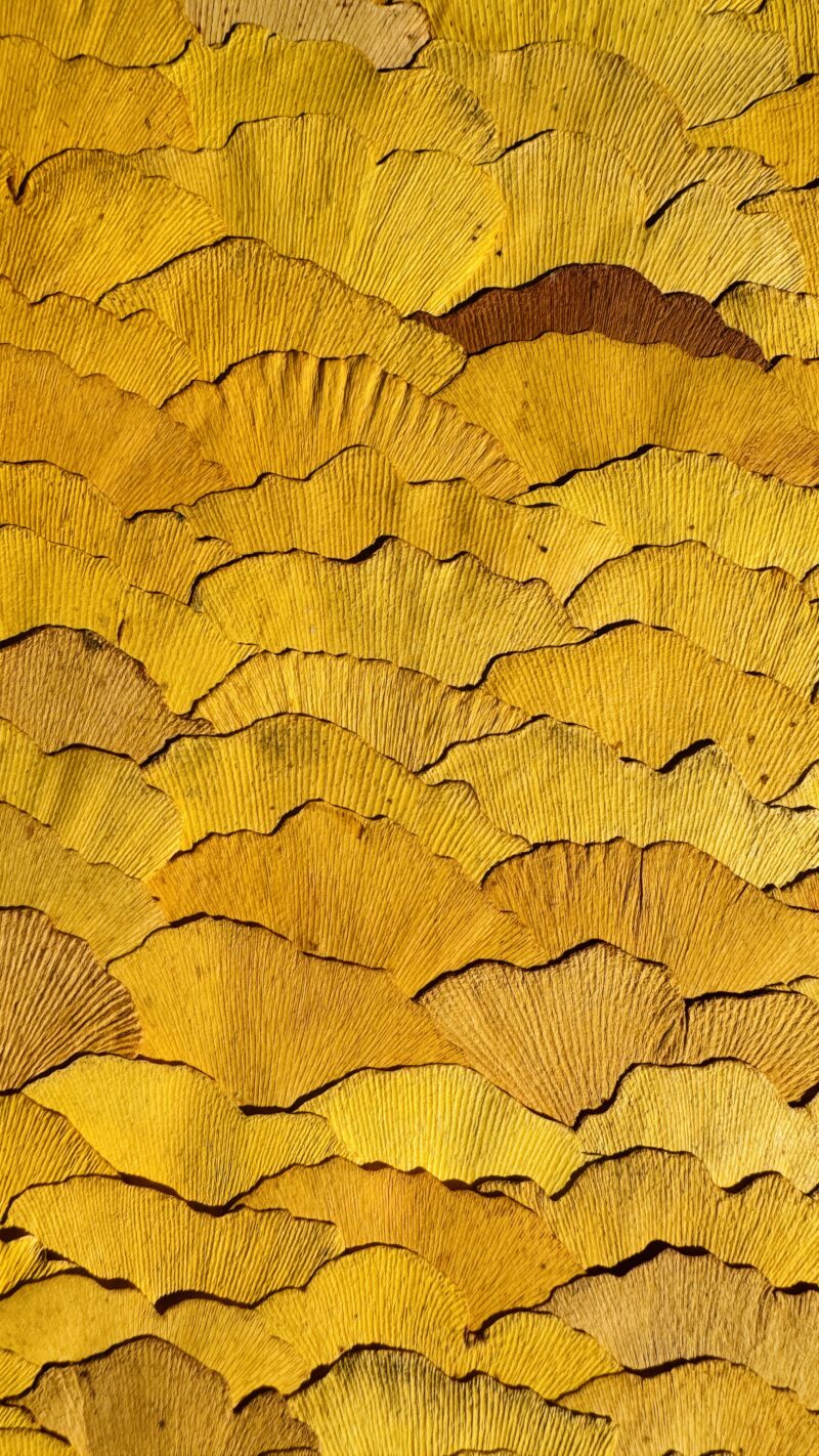 Nature Pattern Collection Ginkgo biloba