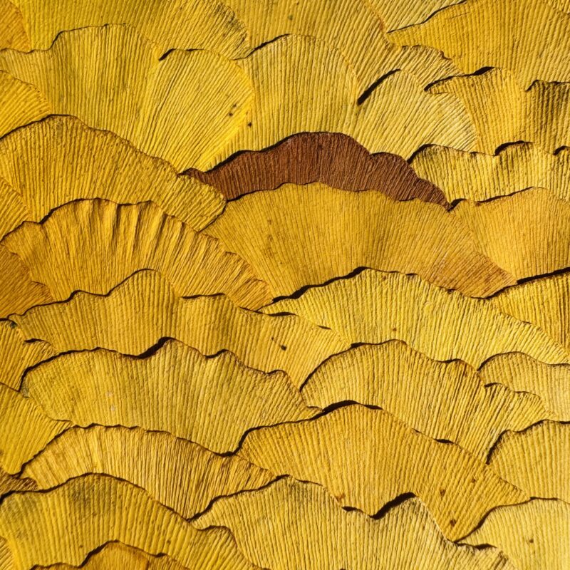Nature Pattern Collection Ginkgo biloba